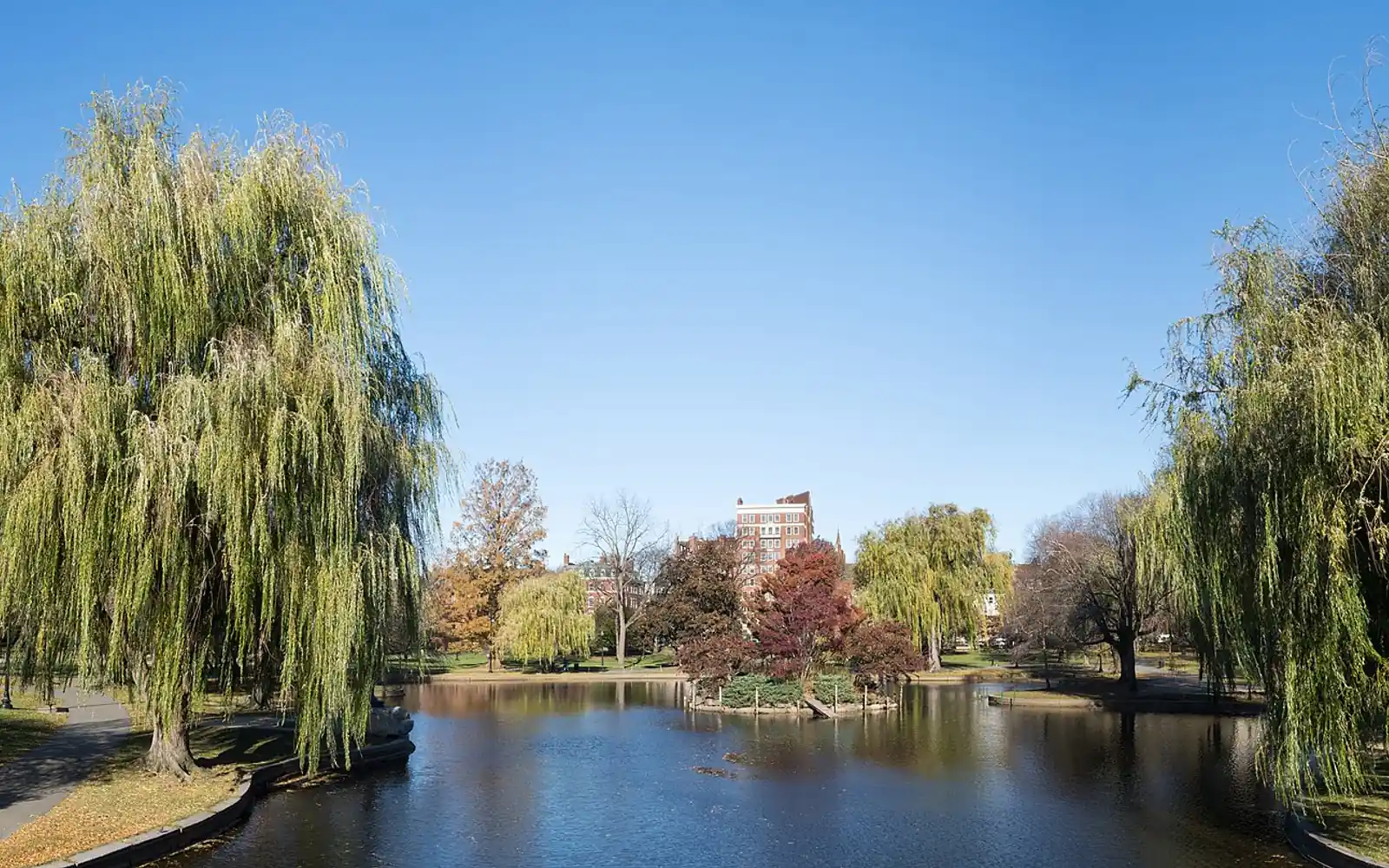 Weeping willows over the lagoon in the Boston Public Garden