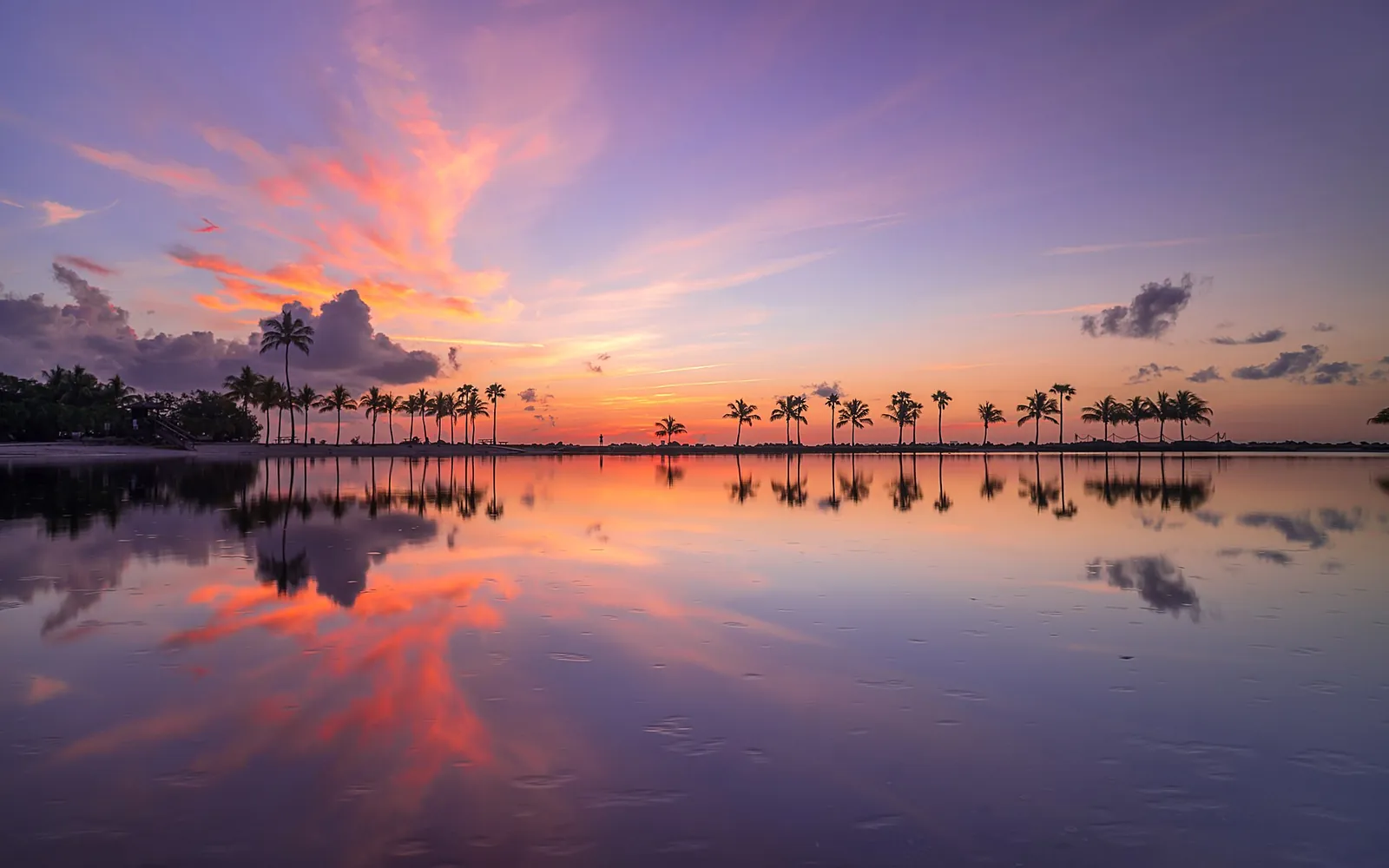 Palms at sunrise over Matheson Hammock Park, Miami