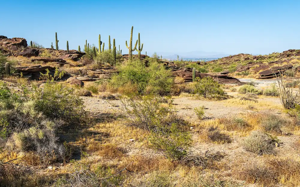 Saguaros in South Mountain Park, Phoenix