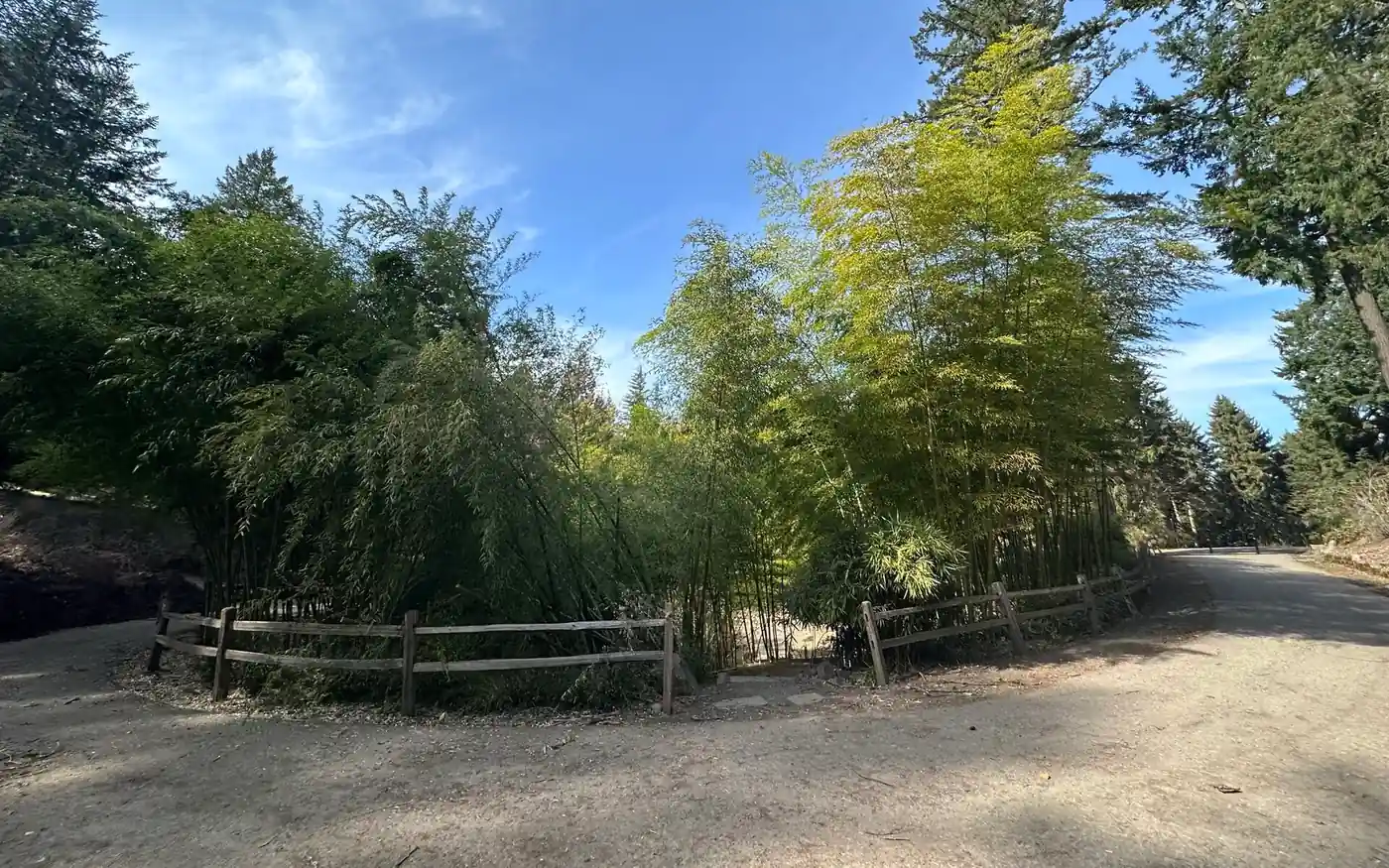 The bamboo garden in Washington Park, Portland